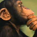 Macaco