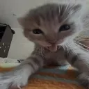 happy kitty /loathing