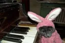 pianobuncat
