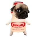 Yakult