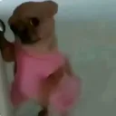 Pretty doggy