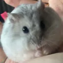 hamster