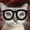 cat glasses 
