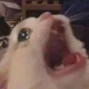 Cat scream
