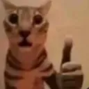 Cat thumbs up
