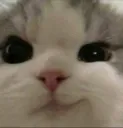 smug cat