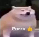 perro