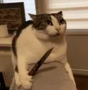 Fuckass cat