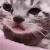 crying cat  ghouliez