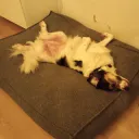 Hond van Panda