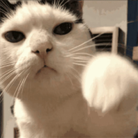cat punch ghouliez