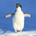 pinguim