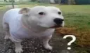 confused dog