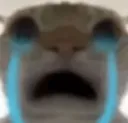 Crying Cat