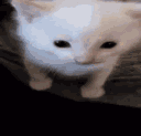 catexplode
