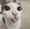 Sillycat