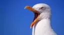 seagull