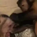 FIGHTS