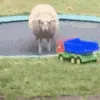 sheep trampoline