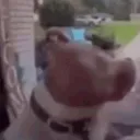 animals_dogs_brown_waht