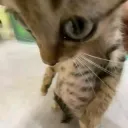 kitten stare gg/CPFfr