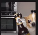 beer dog
