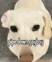 pipe down gayboy