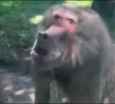 monkeconfusled