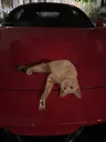 porche_cat