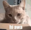 hi awa cat