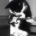 Catmusic