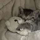 Catsleep