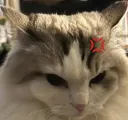 cat angry