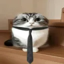 busycat