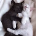 cuddles