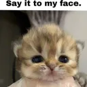 facecat