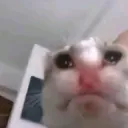 Sad kitty 