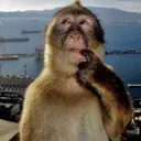 monkey think