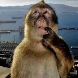 monkey think monkey think