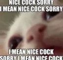 Nice cock sorry Nice cock sorry