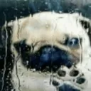 Trauriger Hund | Sad Dog