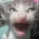 cat scream