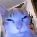 Gato com luz
