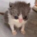 michibb