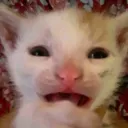 wtf