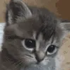 sad cat