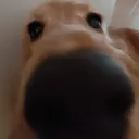 BOOP2