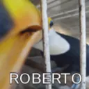 Roberto