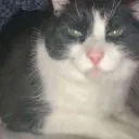 Mousline le chat du jugement