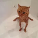 wetcat
